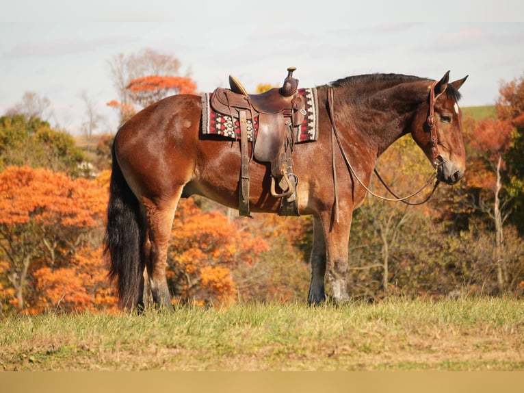 Cheval de trait Croisé Hongre 7 Ans 178 cm Bai cerise in Fresno, OH