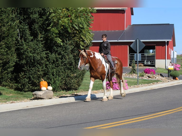 Cheval de trait Croisé Hongre 7 Ans 180 cm Pinto in Millersburg