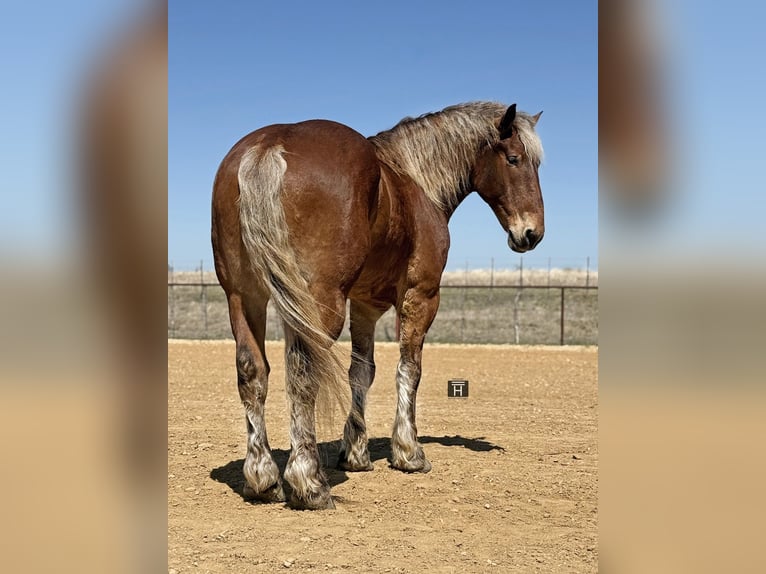 Cheval de trait Croisé Hongre 7 Ans 183 cm Bai cerise in Weatherford