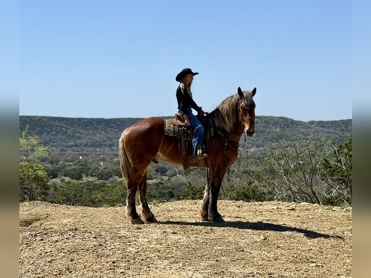 Cheval de trait Croisé Hongre 7 Ans 183 cm Bai cerise in Weatherford