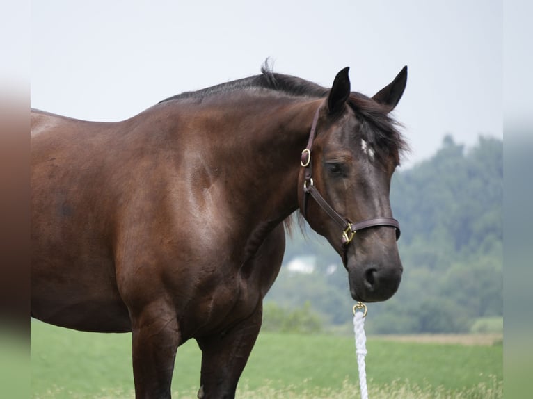 Cheval de trait Croisé Hongre 7 Ans Bai brun in Fresno