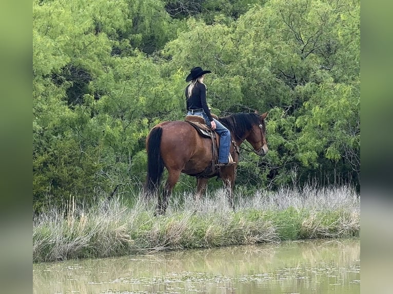 Cheval de trait Croisé Hongre 7 Ans Bai cerise in Weatherford, TX