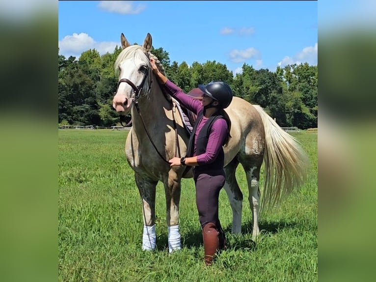 Cheval de trait Croisé Hongre 7 Ans  in Buena