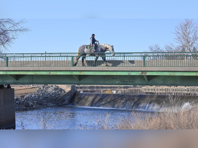 Cheval de trait Hongre 7 Ans Gris in Fairbank IA