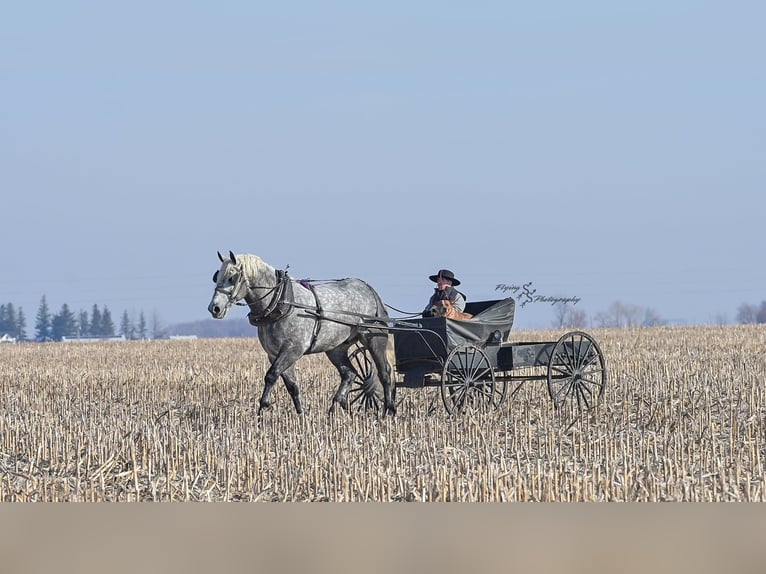 Cheval de trait Hongre 7 Ans Gris in Fairbank IA