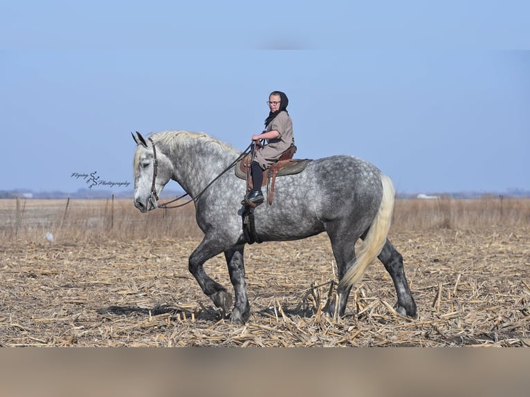 Cheval de trait Hongre 7 Ans Gris in Fairbank IA