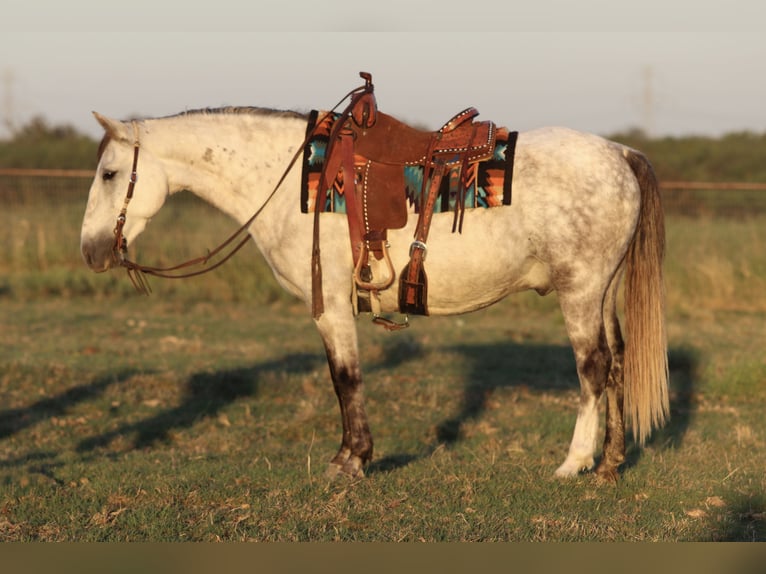 Cheval de trait Croisé Hongre 7 Ans Gris in Mineral Wells