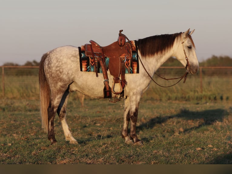 Cheval de trait Croisé Hongre 7 Ans Gris in Mineral Wells