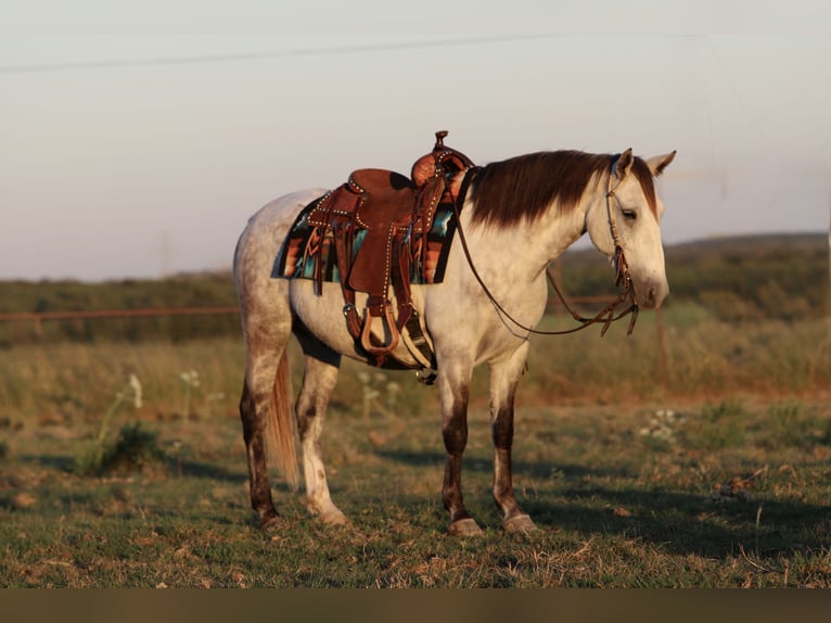 Cheval de trait Croisé Hongre 7 Ans Gris in Mineral Wells