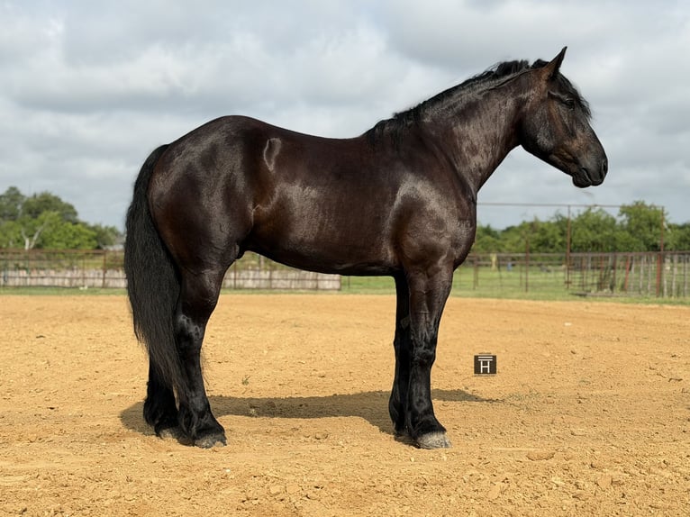 Cheval de trait Croisé Hongre 7 Ans Noir in Weatherford