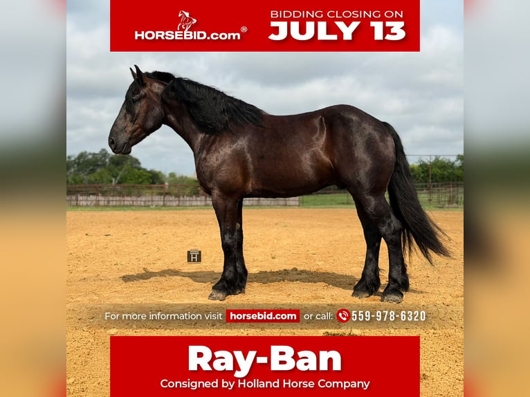 Cheval de trait Croisé Hongre 7 Ans Noir in Weatherford