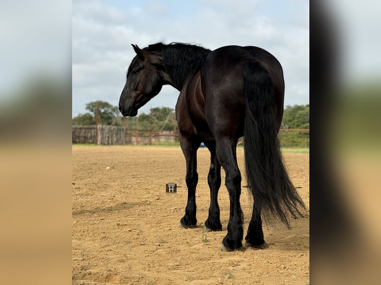Cheval de trait Croisé Hongre 7 Ans Noir in Weatherford