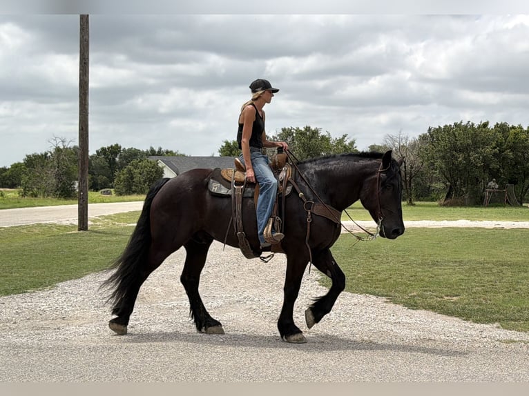 Cheval de trait Croisé Hongre 7 Ans Noir in Weatherford