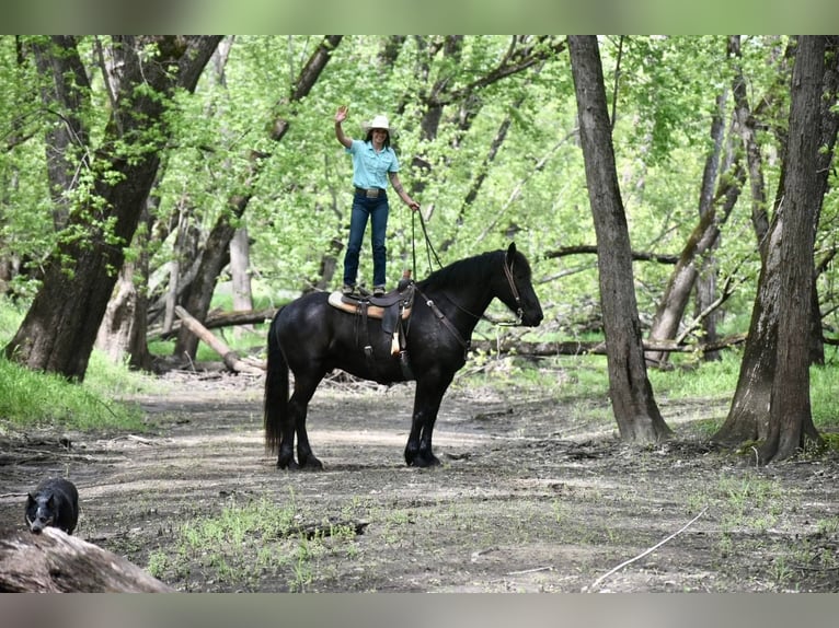 Cheval de trait Hongre 7 Ans Noir in Sweet springs MO