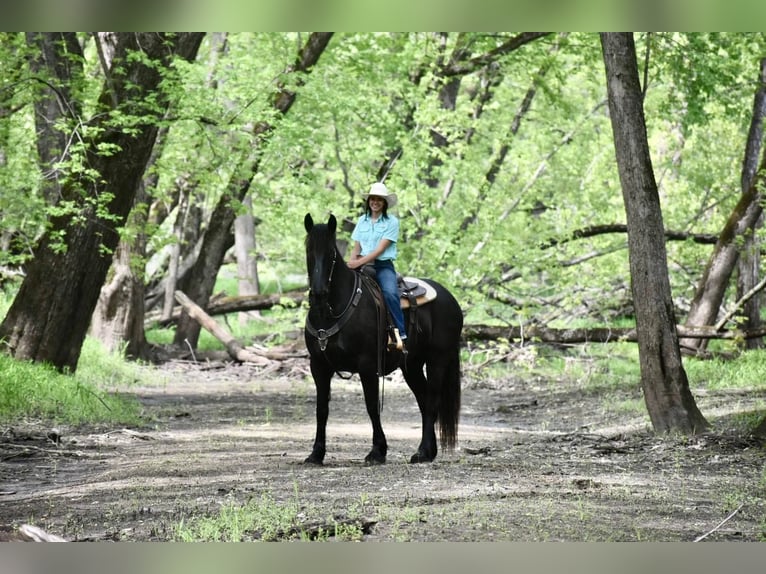 Cheval de trait Hongre 7 Ans Noir in Sweet springs MO