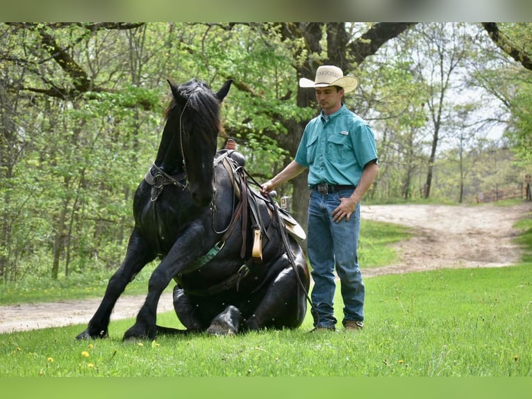 Cheval de trait Hongre 7 Ans Noir in Sweet springs MO