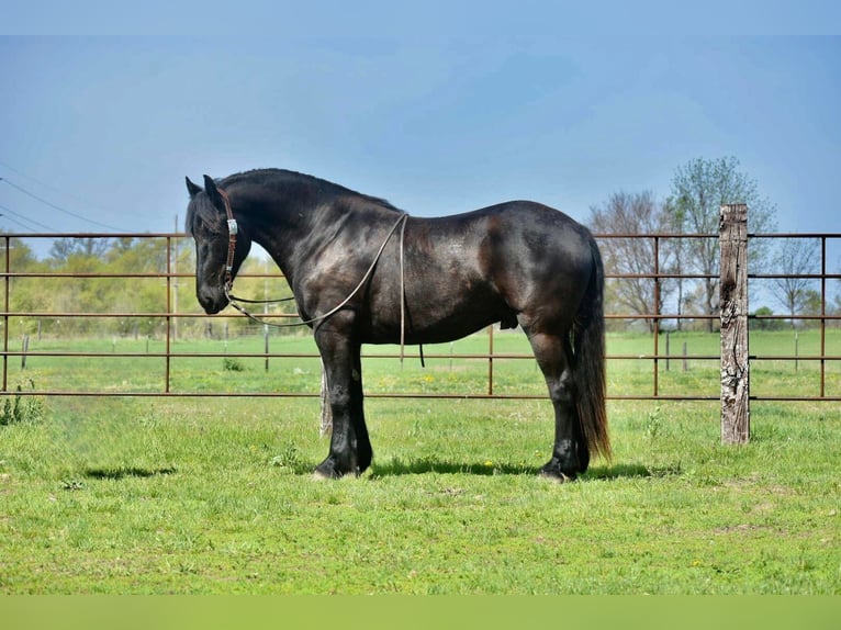 Cheval de trait Hongre 7 Ans Noir in Sweet springs MO