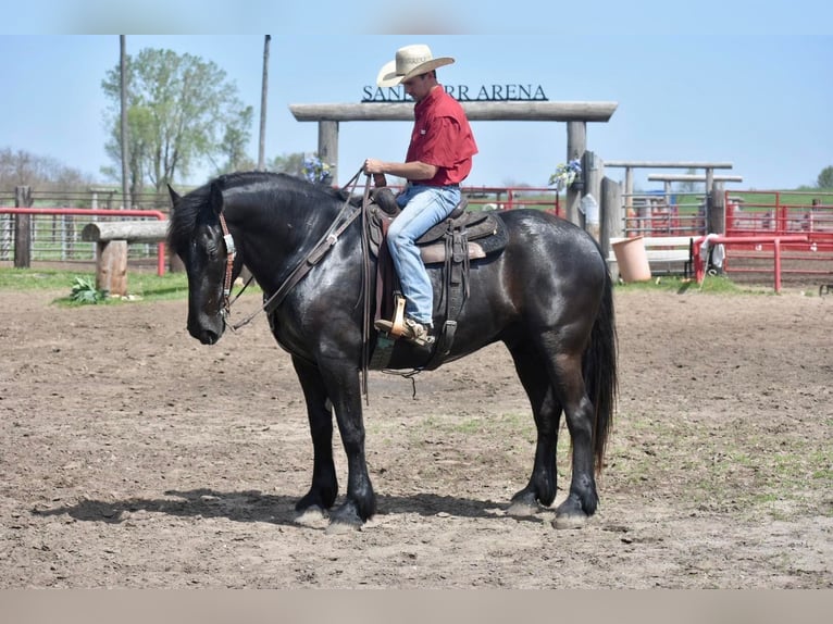 Cheval de trait Hongre 7 Ans Noir in Sweet springs MO