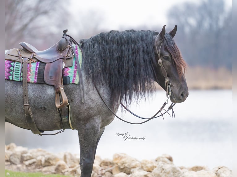 Cheval de trait Hongre 7 Ans Rouan Bleu in Fairbank IA