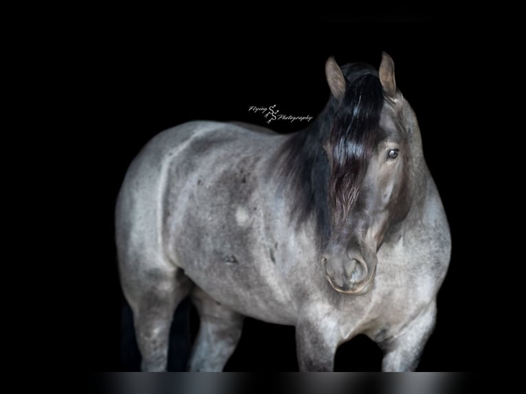 Cheval de trait Hongre 7 Ans Rouan Bleu in Fairbank IA