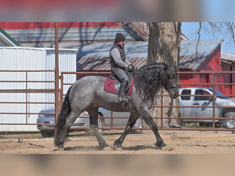 Cheval de trait Hongre 7 Ans Rouan Bleu in Fairbank IA