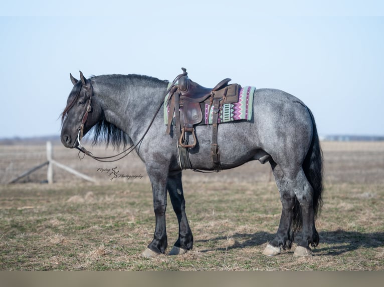 Cheval de trait Hongre 7 Ans Rouan Bleu in Fairbank IA