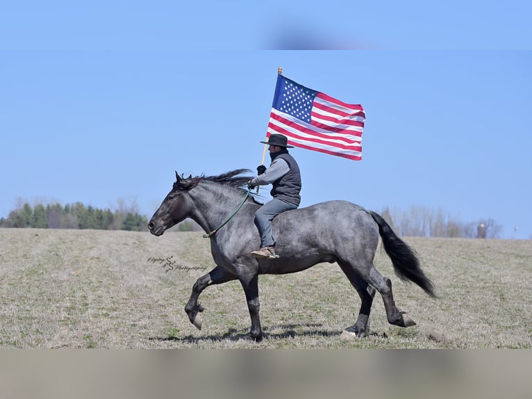 Cheval de trait Hongre 7 Ans Rouan Bleu in Fairbank IA