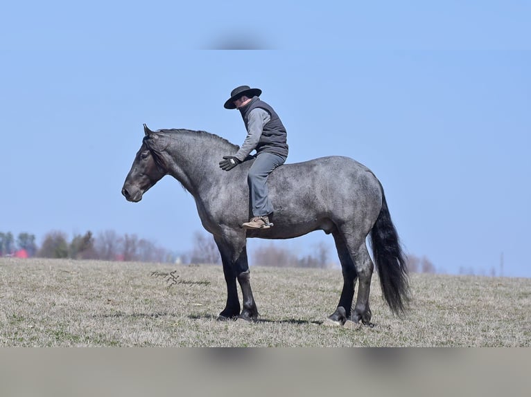 Cheval de trait Hongre 7 Ans Rouan Bleu in Fairbank IA