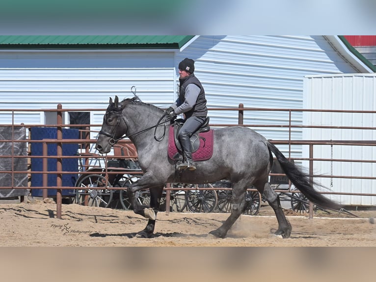 Cheval de trait Hongre 7 Ans Rouan Bleu in Fairbank IA