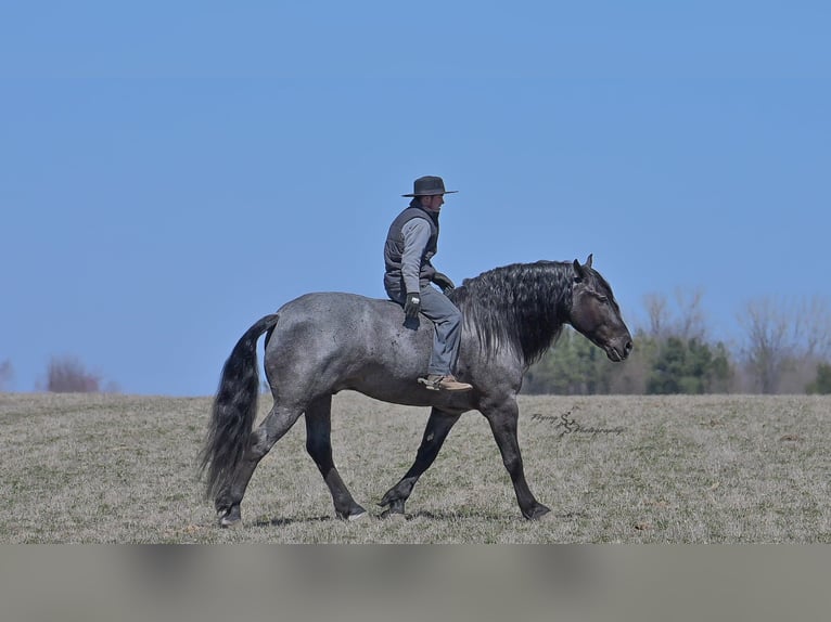 Cheval de trait Hongre 7 Ans Rouan Bleu in Fairbank IA