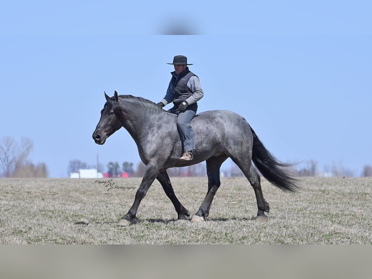 Cheval de trait Hongre 7 Ans Rouan Bleu in Fairbank IA