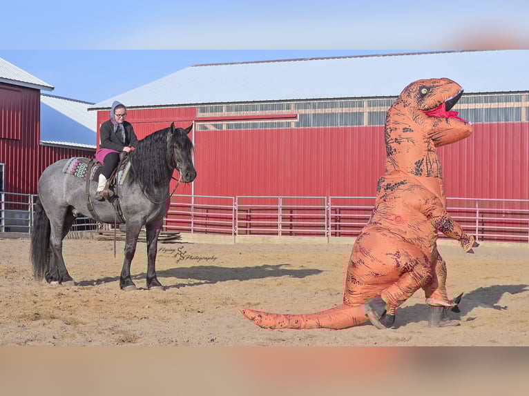 Cheval de trait Hongre 7 Ans Rouan Bleu in Fairbank IA