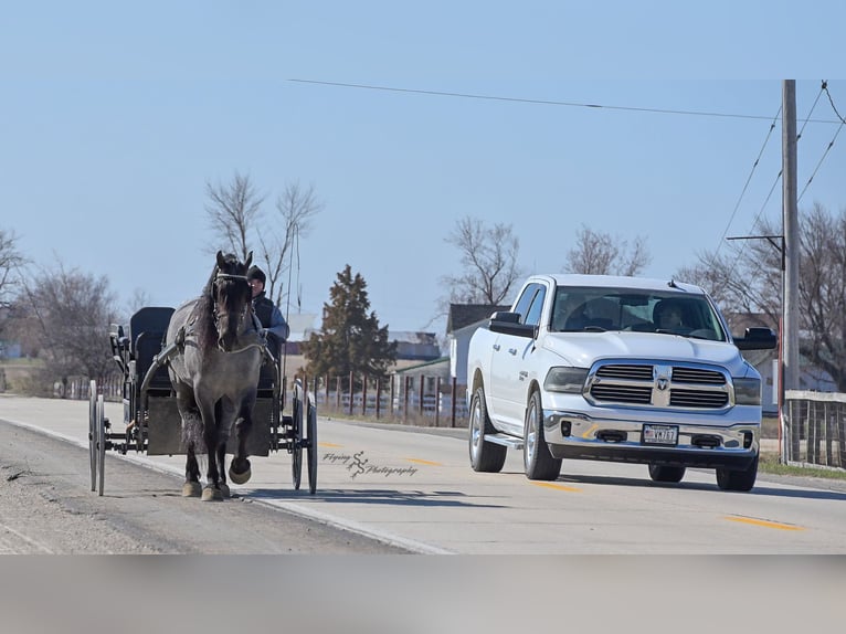 Cheval de trait Hongre 7 Ans Rouan Bleu in Fairbank IA