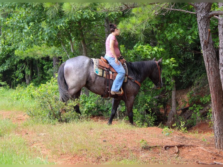 Cheval de trait Hongre 7 Ans Rouan Bleu in Rusk TX