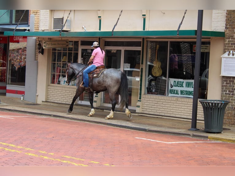 Cheval de trait Hongre 7 Ans Rouan Bleu in Rusk TX