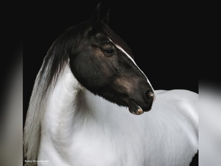 Cheval de trait Hongre 7 Ans Tobiano-toutes couleurs in Everett PA