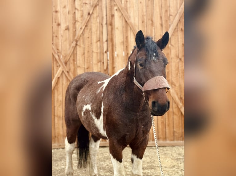 Cheval de trait Hongre 7 Ans Tobiano-toutes couleurs in Fort Collins