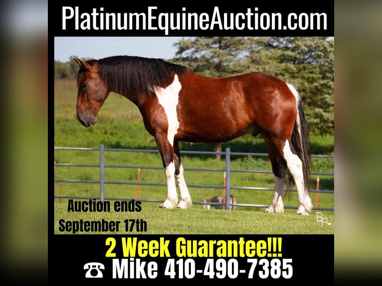 Cheval de trait Hongre 7 Ans Tobiano-toutes couleurs in Mountain Grove MO