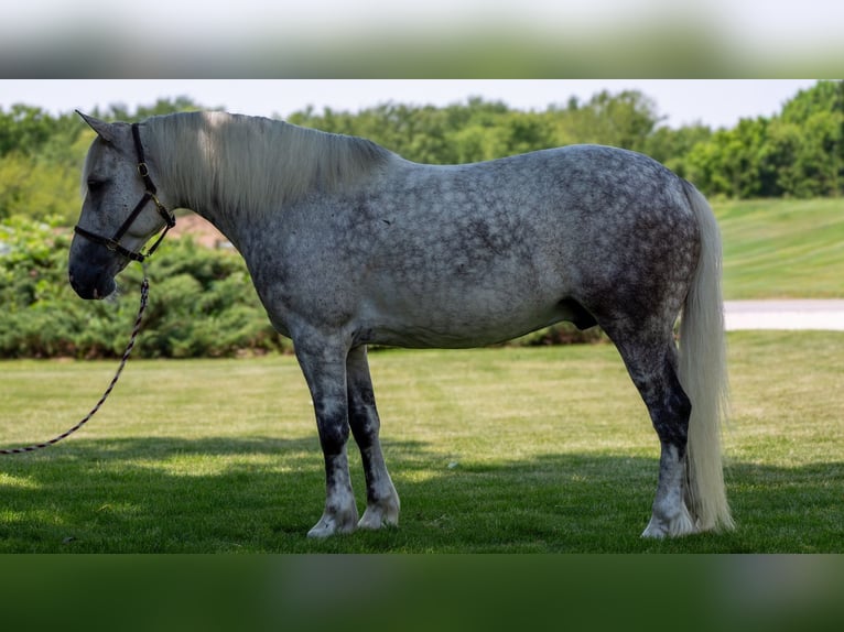 Cheval de trait Croisé Hongre 8 Ans 142 cm Gris in Shipshewana