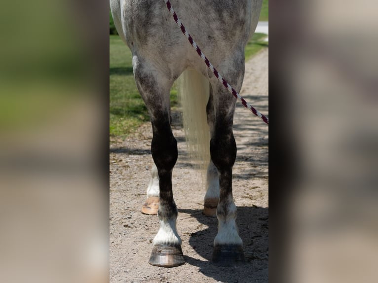 Cheval de trait Croisé Hongre 8 Ans 142 cm Gris in Shipshewana