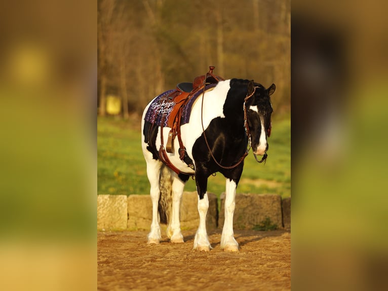 Cheval de trait Croisé Hongre 8 Ans 145 cm Tobiano-toutes couleurs in Millersburg