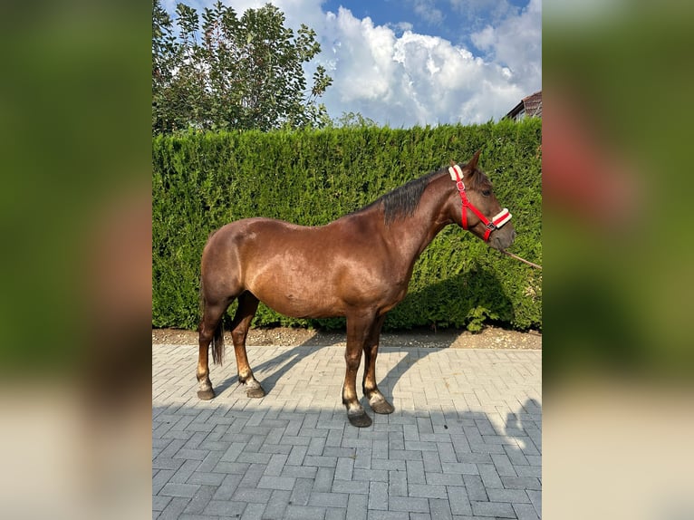 Cheval de trait Hongre 8 Ans 150 cm Alezan brûlé in Bissendorf
