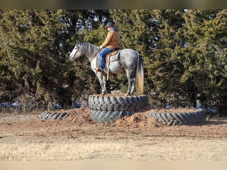 Cheval de trait Hongre 8 Ans 150 cm Gris in Ripley