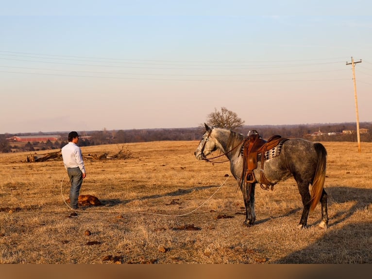 Cheval de trait Hongre 8 Ans 150 cm Gris in Ripley