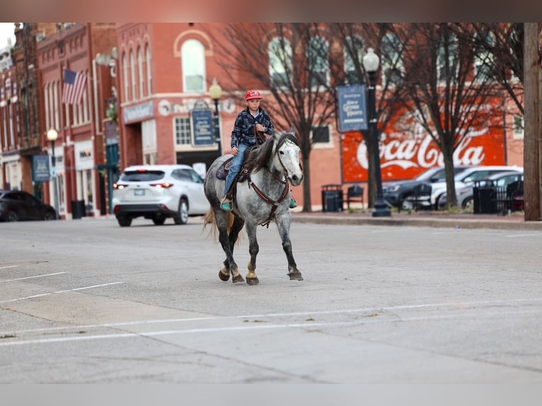 Cheval de trait Hongre 8 Ans 150 cm Gris in Ripley