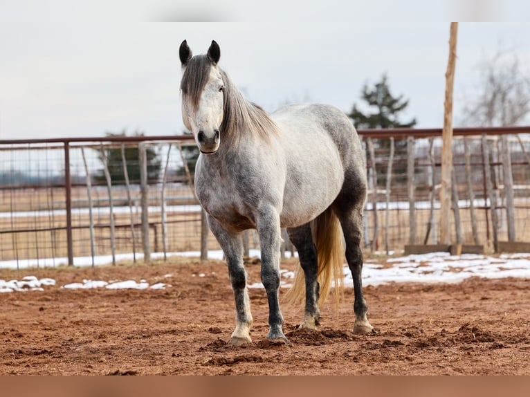 Cheval de trait Hongre 8 Ans 150 cm Gris in Ripley