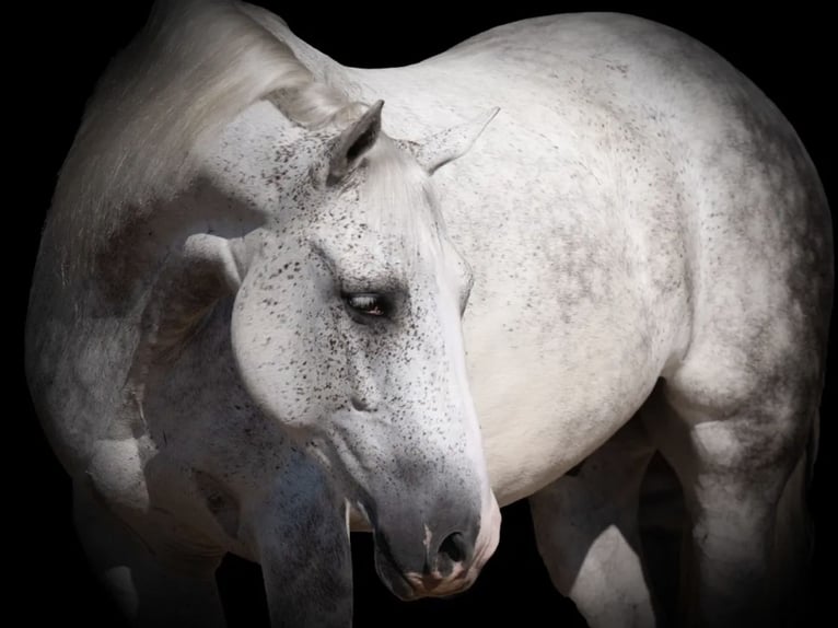 Cheval de trait Croisé Hongre 8 Ans 150 cm Gris in Canyon, TX