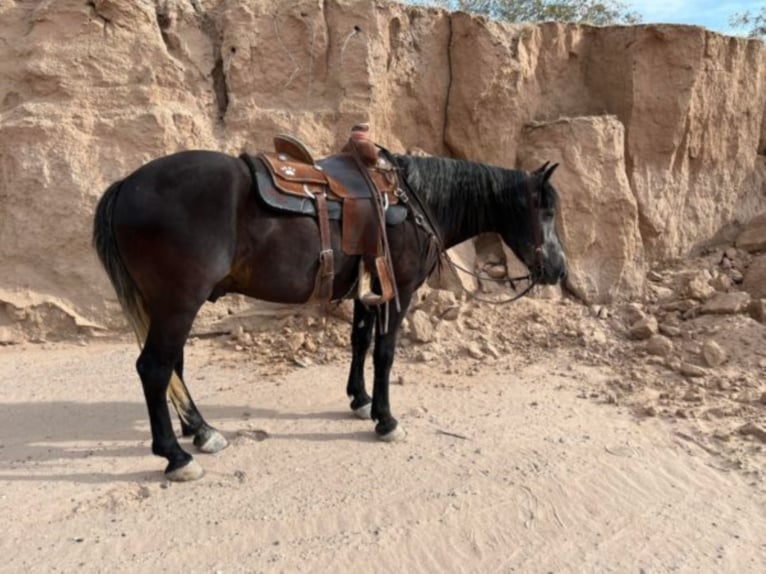 Cheval de trait Hongre 8 Ans 150 cm Gris in El Pazo TX