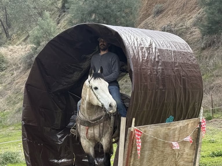 Cheval de trait Hongre 8 Ans 152 cm Gris in Paicines CA
