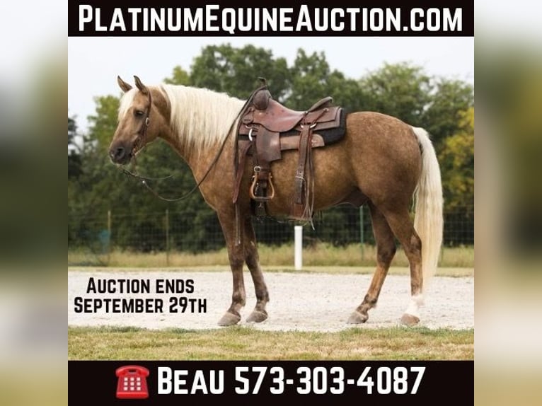 Cheval de trait Hongre 8 Ans 152 cm Palomino in Sweet Springs MO